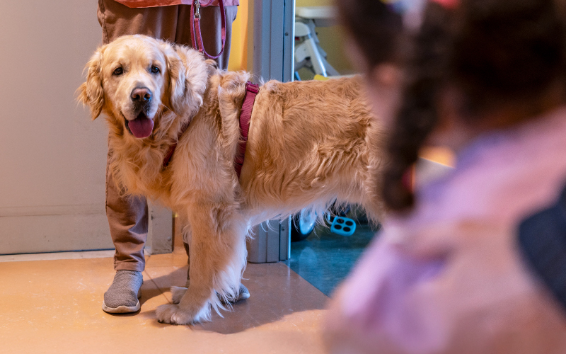 Pet Therapy: gli animali amici dei pazienti